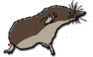 Vole clipart no background.