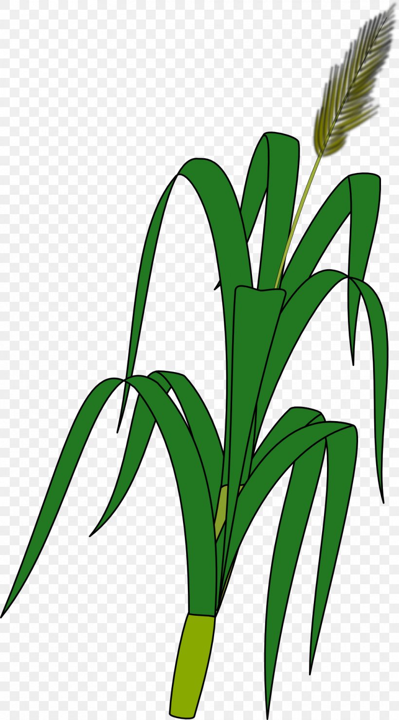 Wheat Plant Ear Grain Clip Art, PNG, 1064x1920px, Wheat.