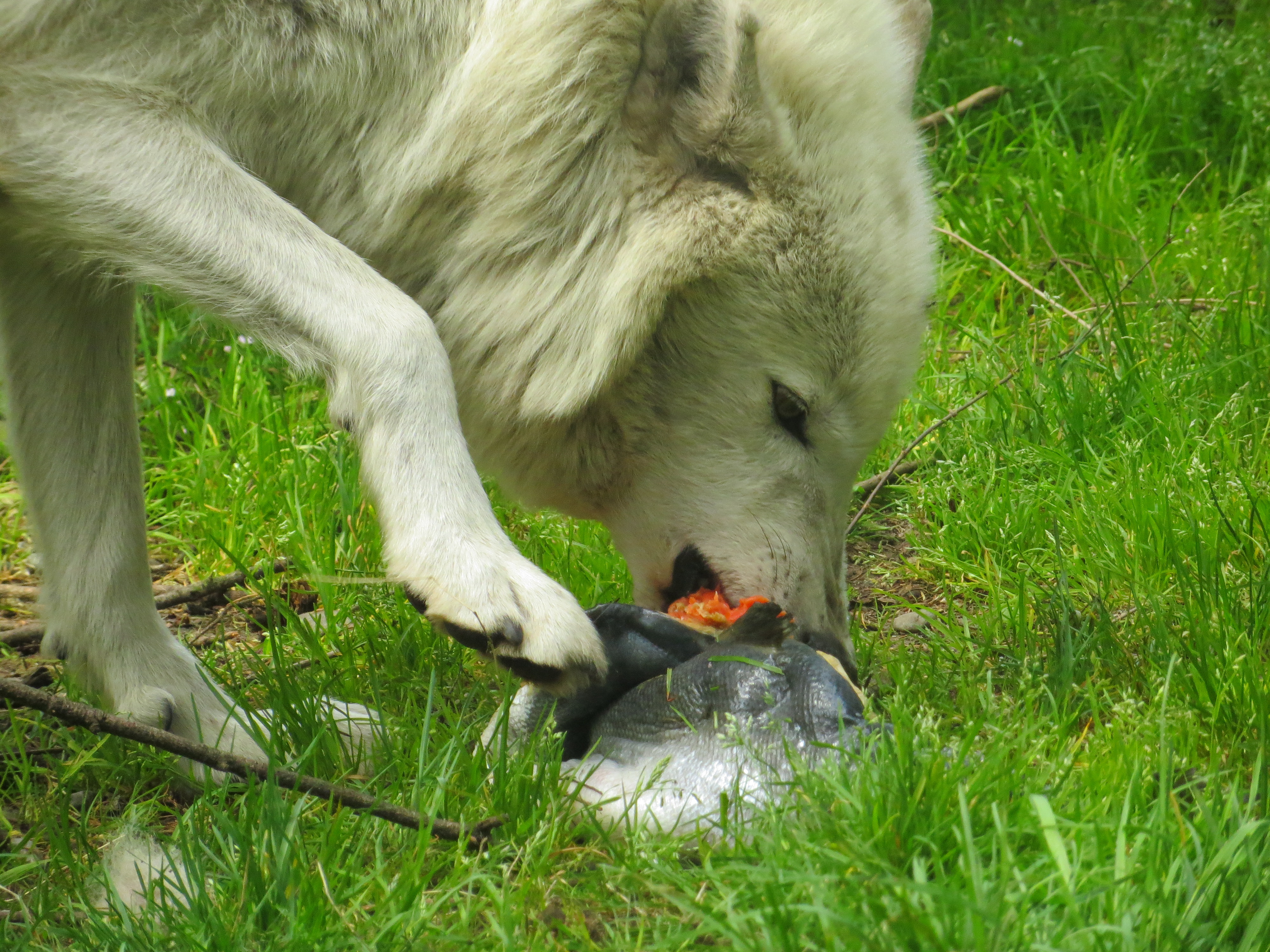 Wolf eating steak clipart clipart images gallery for free.