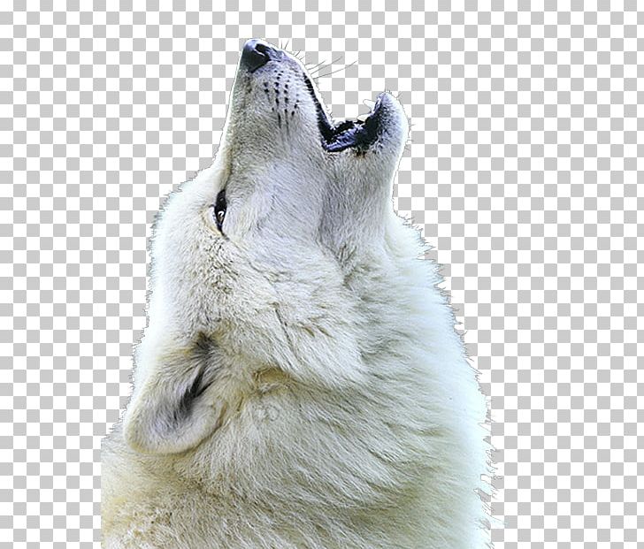 White Shepherd Berger Blanc Suisse Arctic Wolf Mexican Wolf Howl PNG.