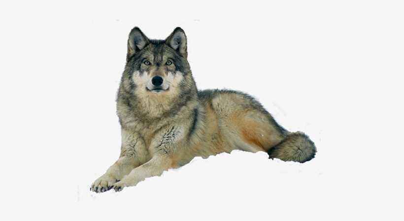 Gray Wolf Lying Down Transparent PNG.