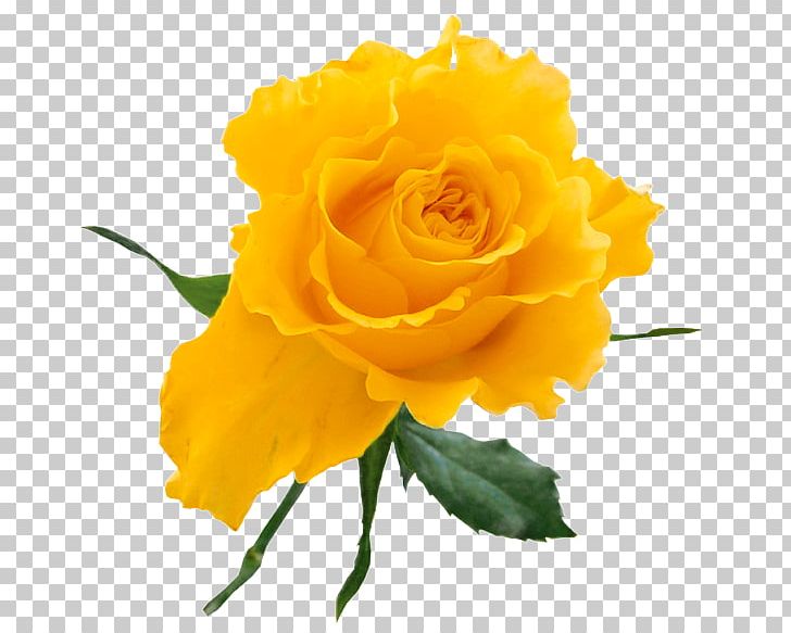 Rose Yellow Flower Bouquet PNG, Clipart, Bud, Clipart, Clip.