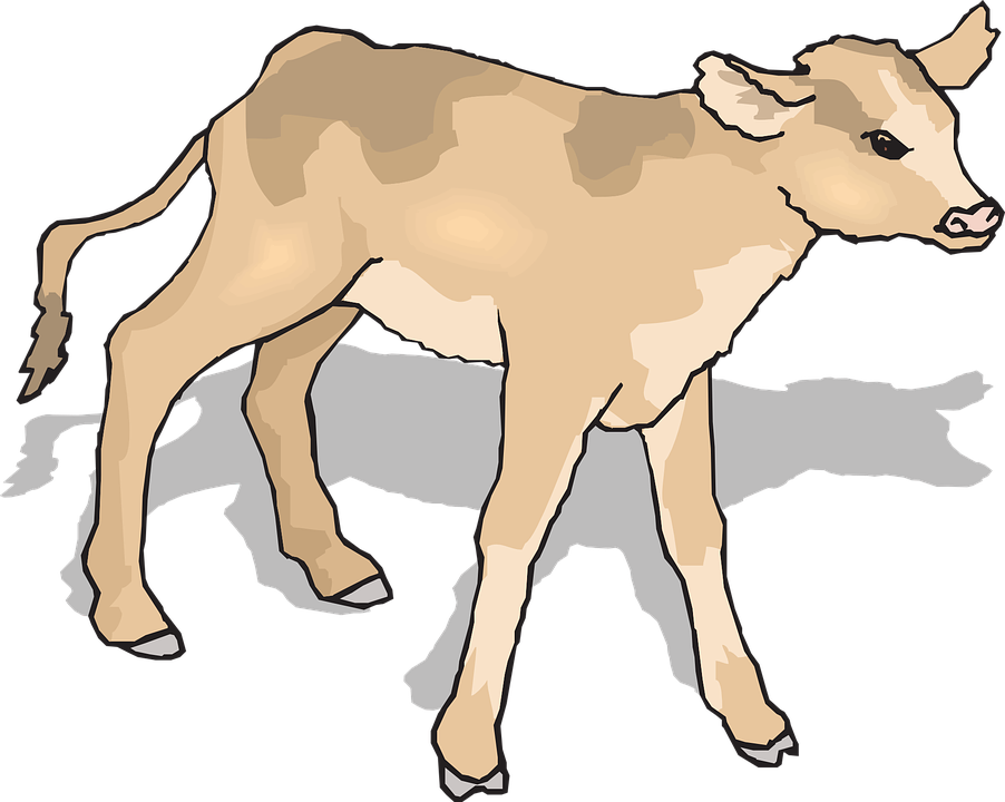 Free vector graphic: Calf, Baby, Cow, Standing, Shadow.