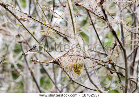 Yponomeutidae Stock Photos, Royalty.