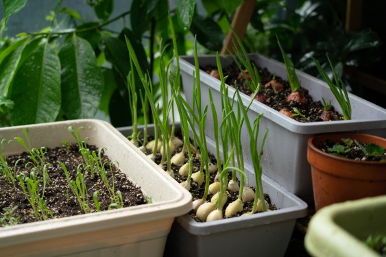 A Container vegetable garden, getting back to basics, efficient growth.