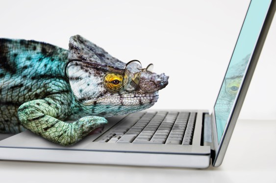 Chameleon wearing spectacles with laptop computer