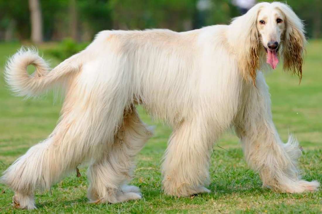 Top 10 Long Haired Dog Breeds In The World 2018 Dogmalcom