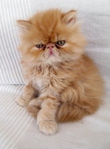 Create meme: Persian cat, Persian cat