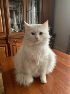 Create meme: Turkish Angora cat, Angora cat