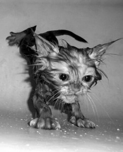 Create meme: cat, wet cat, wet cat