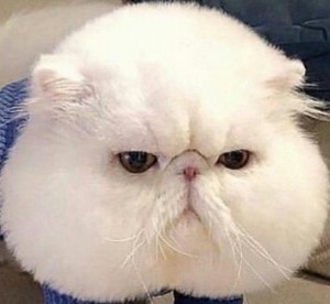 Create meme: Persian cat, Persian cat