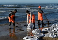 Volunteers work to clean up spilled oil on the shoreline following an incident involving two tankers damaged in a storm in the Kerch Strait, in the village of Vityazevo near the Black Sea resort of Anapa, Russia December 20, 2024. REUTERS/Sergey Pivovarov