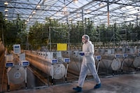 A Tilray employee walks past cannabis plants at their greenhouses at the company's headquarters in Cantanhede, Coimbra district on November 27, 2024. Portugal is a budding European hub for the production of cannabis for medical use, which is growing in popularity, thanks to a warm temperate subtropical climate with mild winters and abundant sunshine that makes this country an ideal place for marijuana cultivation. (Photo by PATRICIA DE MELO MOREIRA / AFP) (Photo by PATRICIA DE MELO MOREIRA/AFP via Getty Images)