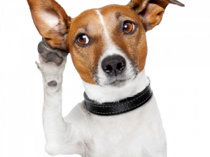 dog, attentive pet, curious canine, listening dog, Pet PNG