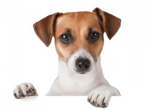 dog, pet, canine, Jack Russell Terrier, Pet PNG