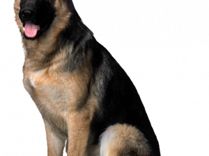 German Shepherd, working dog, loyal companion, intelligent breed, Pet PNG