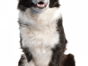 border collie, intelligent dog, herding breed, loyal companion, Pet PNG