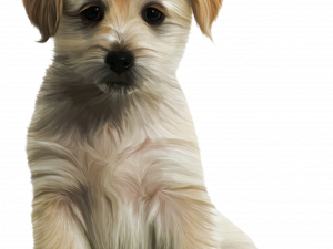 puppy, small dog, cute pet, fluffy animal, Pet PNG