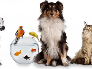 dog, fish, pet care, animal companionship, Pet PNG