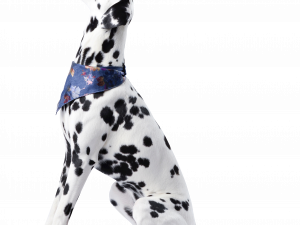 Dalmatian dog, spotted canine, pet fashion, playful dog, Pet PNG