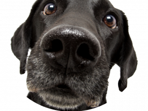 dog face, black dog, animal portrait, pet photography, Pet PNG