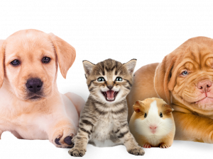 puppy, kitten, guinea pig, pet care, Pet PNG