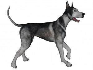 dog, canine, pet, animal, Pet PNG