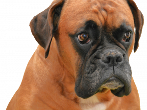 boxer dog, loyal companion, playful breed, pet photography, Pet PNG