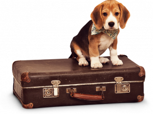 beagle puppy, vintage suitcase, traveling pet, adorable dog, Pet PNG