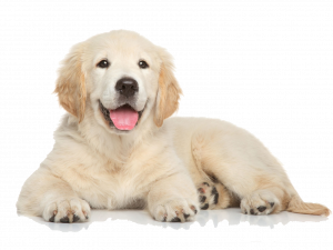 golden retriever puppy, happy dog, adorable canine, playful pet, Pet PNG