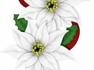 Edelweiss