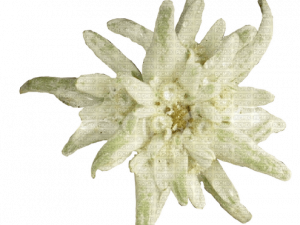 Edelweiss No Background