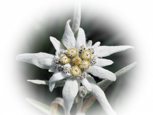 Edelweiss PNG Free Image