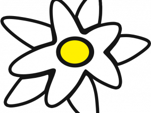 Edelweiss PNG Image HD