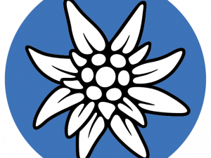 Edelweiss PNG Photo