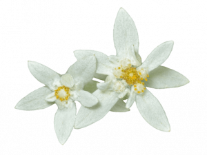 Edelweiss PNG Pic