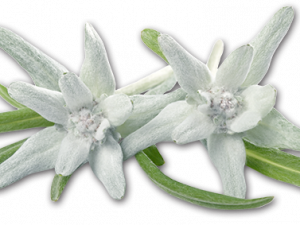 Edelweiss PNG Picture