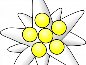 Edelweiss Plant PNG File