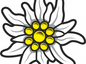 Edelweiss Plant PNG Free Image