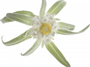 Edelweiss Plant PNG Image