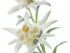 Edelweiss Plant PNG Photo