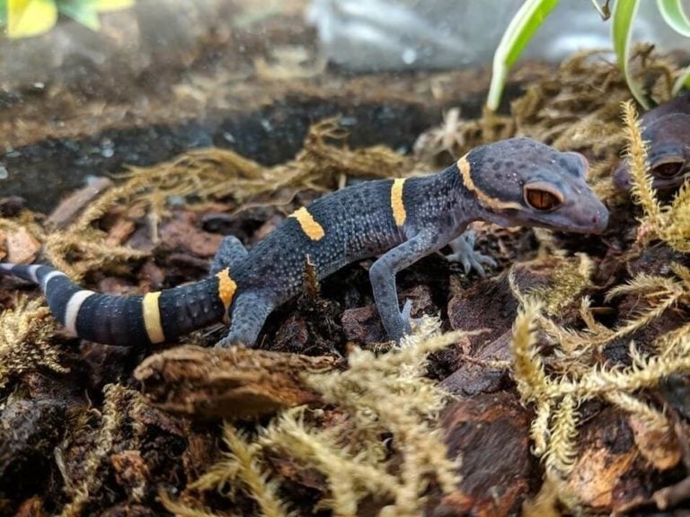 A Chinese Cave Gecko in a large enclosure