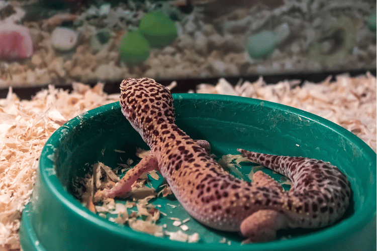 Leopard Gecko in a bowl