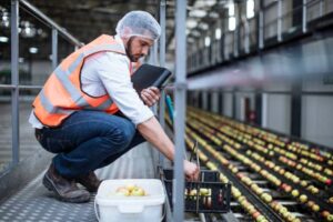 Food safety worker inspecting apples on a conveyer belt in a factory.