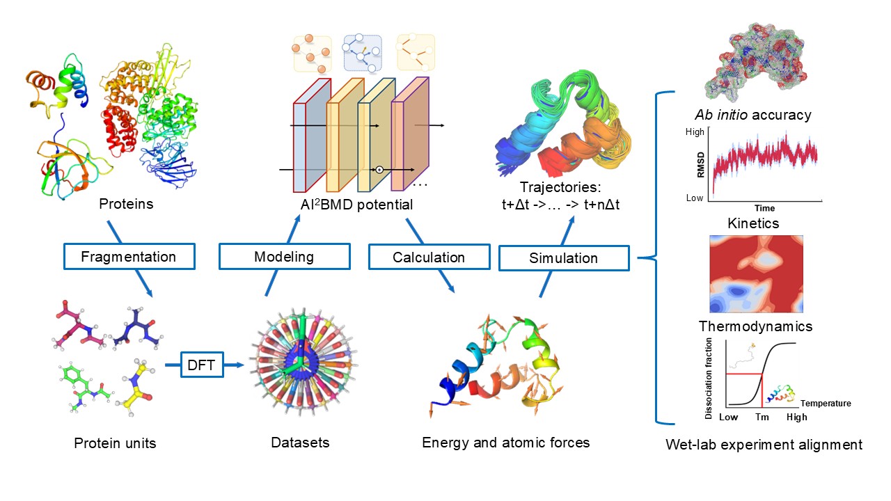 Fig.1 The overall pipeline of AI2BMD. Proteins are divided into protein units by a fragmentation process. The AI2BMD potential is designed based on ViSNet, and the datasets are generated at the DFT level. It calculates the energy and atomic forces for the whole protein. The AI2BMD simulation system is built upon these components and provides a generalizable solution for simulating the molecular dynamics of proteins. It achieves ab initio accuracy in energy and force calculations. Through comprehensive analysis from both kinetics and thermodynamics perspectives, AI2BMD exhibits good alignment with wet-lab experimental data and detects different phenomena compared to molecular mechanics.