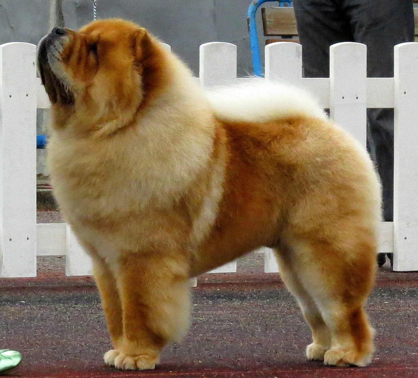 Fluffy Dog Breeds The Comprehensive Double Coated Dog Breed List