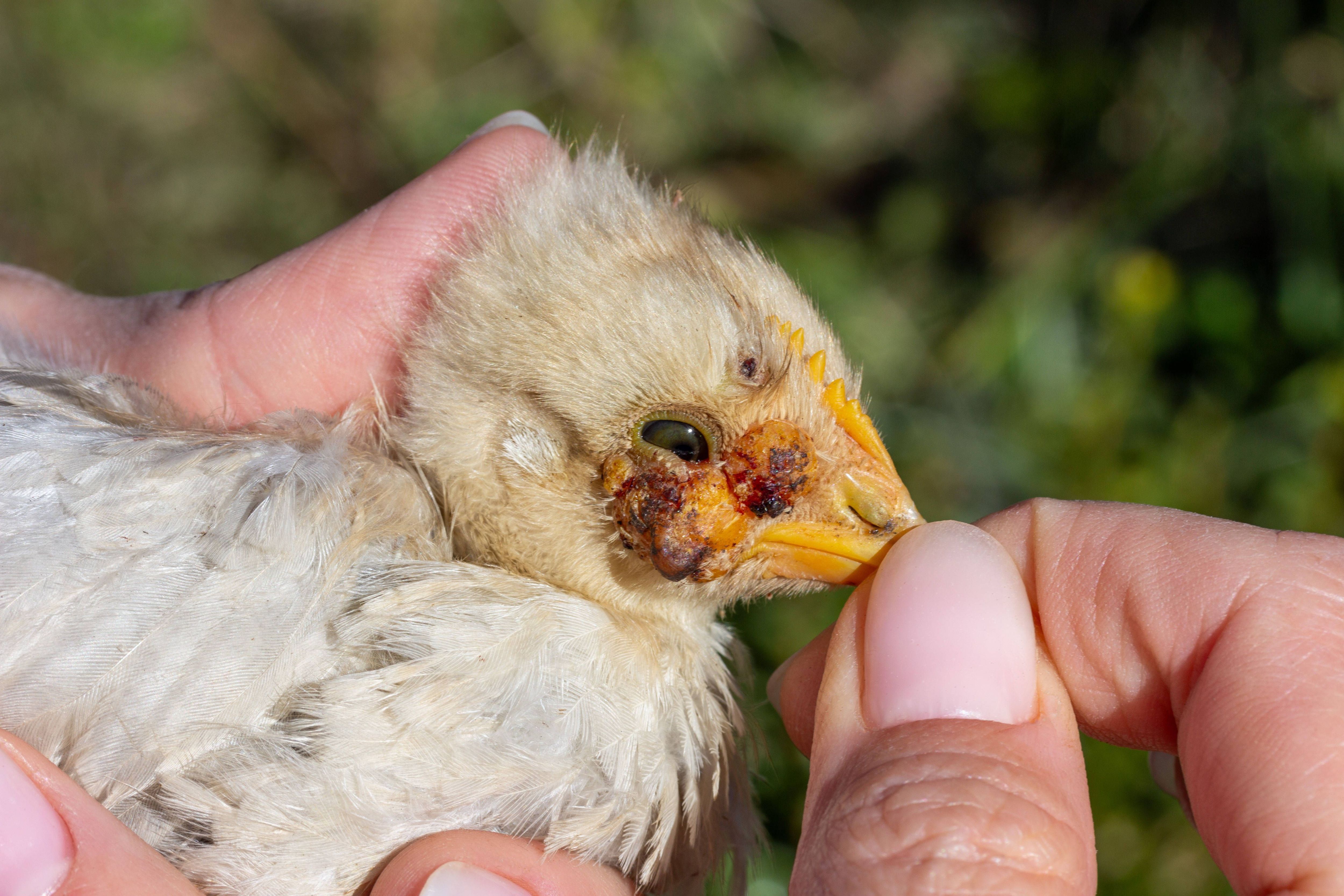 USA: Erster schwerer Fall von Vogelgrippe beim Menschen