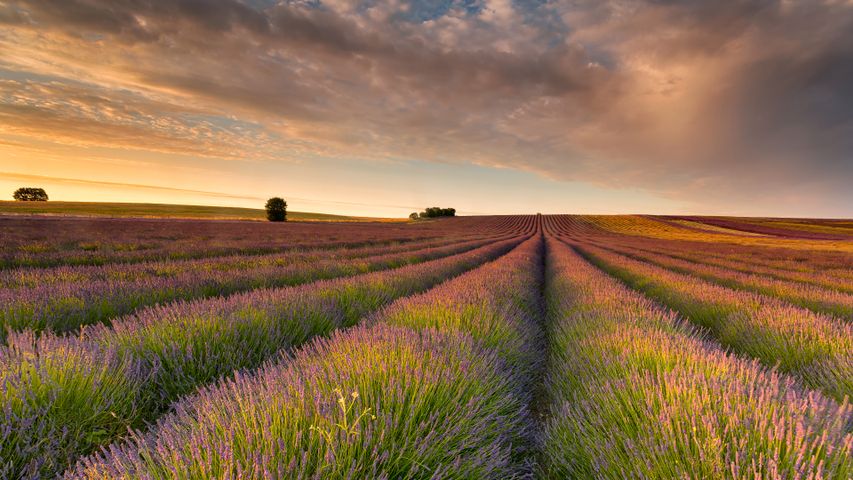 Lavender field, Hertfordshire, England