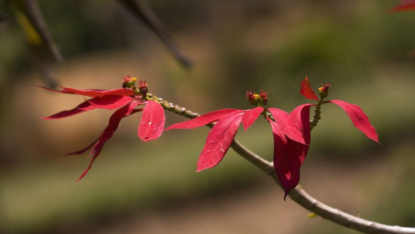 Wild poinsettia (aka Christmas flower)