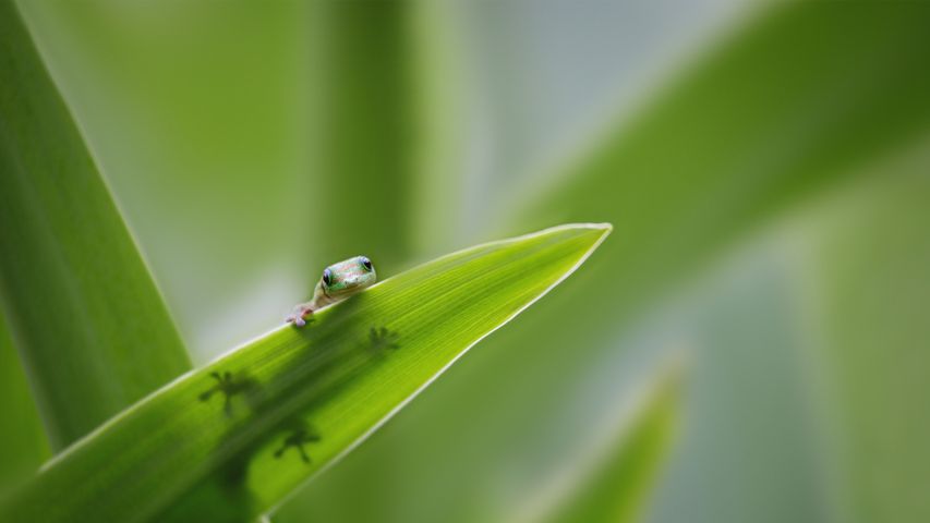 Tiny gecko on leaf spear